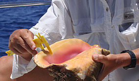 conch and ruler